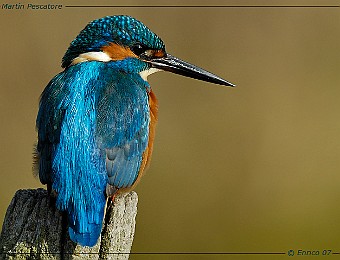 Animali 169